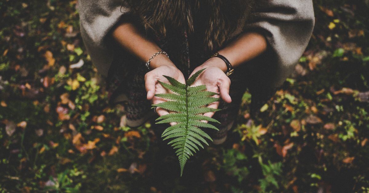 A green leaf laying on a persons hands